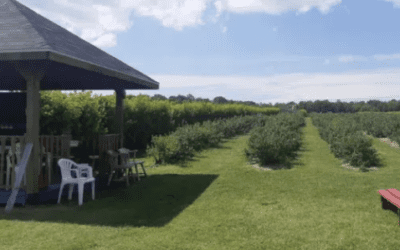 Bleuetière Cloutier et Associés