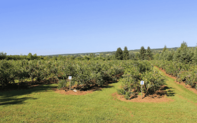 Bleuetière Sartigan