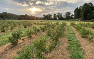 Bleuetière Belle-Rivière