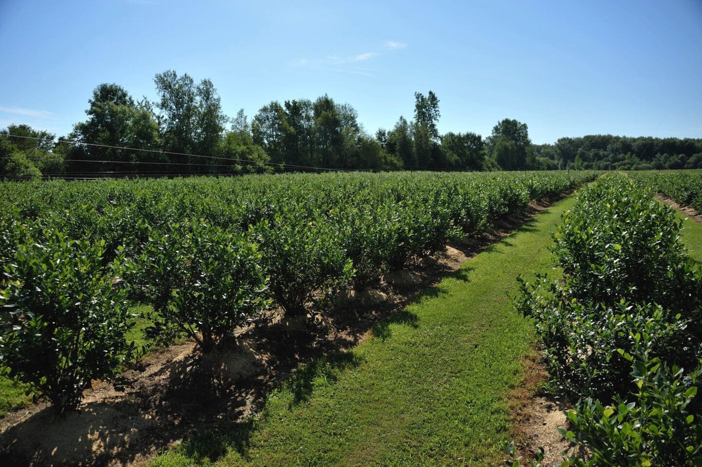 ETIENNE BOUCHER Vergers et jardins caouette