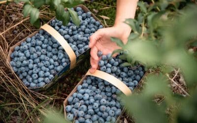 Vergers et Jardins Caouette