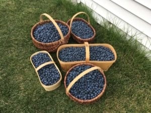 Les Champs Valoy – Bleuets biologiques