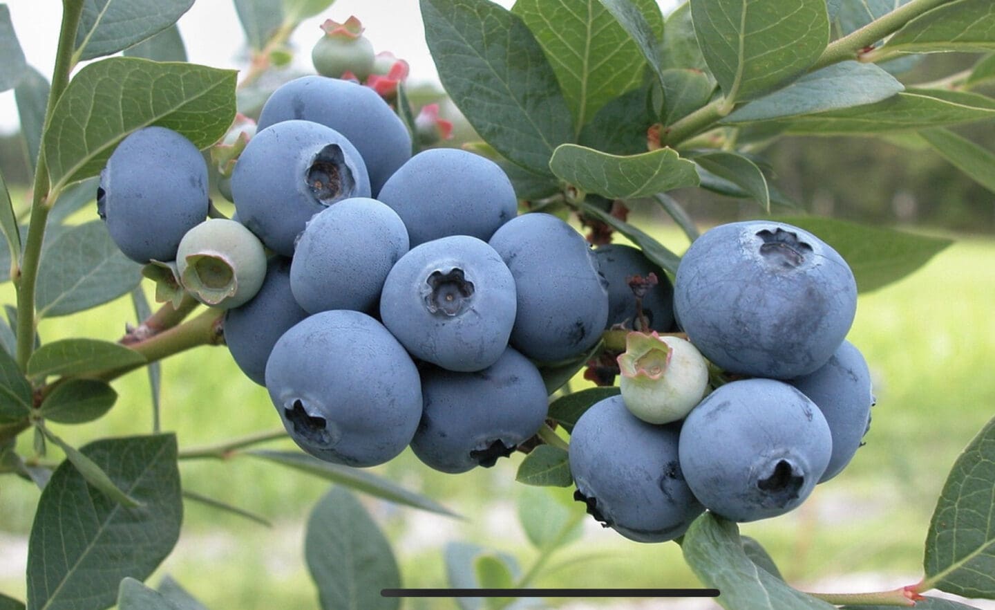 bleuetiere benoit